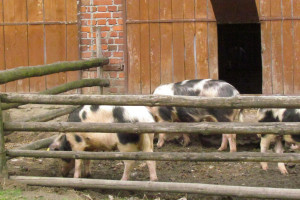 KZP-PTCh przeciwny propagowaniu utrzymywania świń na wybiegach