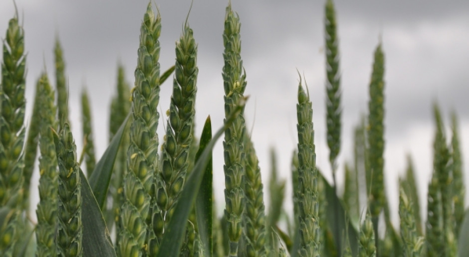 Fot. farmer.pl Wzrostowa końcówka tygodnia na światowym rynku zbóż
