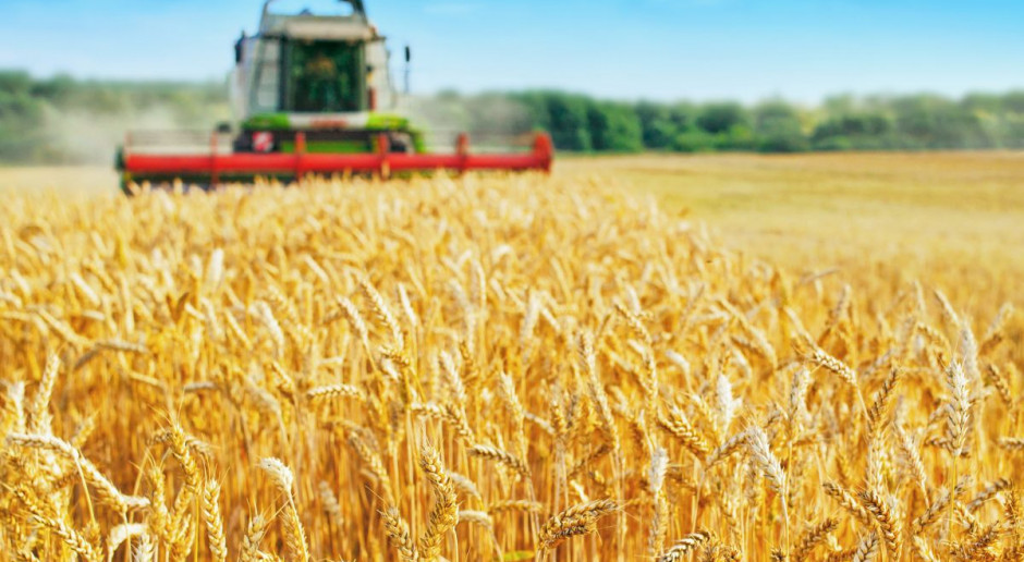 fot. Shutterstock W zbożu problem z wyrównaniem, w rzepaku z zaolejeniem