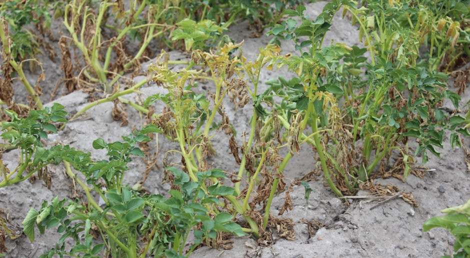 Susza i rozwój chorób, sprawiają że część plantacji ziemniaka przedwcześnie kończy wegetacje; Fot. A. Kobus Do głosu dochodzi zaraza ziemniaka