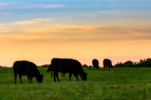 Wodorosty w żywieniu bydła rozwiążą problem emisji gazów cieplarnianych?
