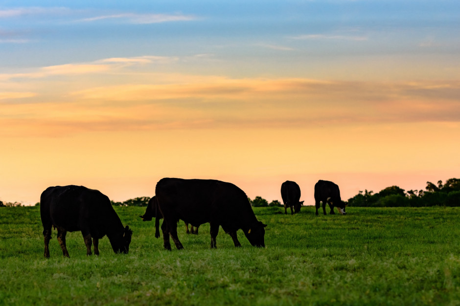 Od 2021 r. farmerzy amerykańscy zredukowali pogłowie bydła o 2,0 proc. do 91,90 mln sztuk bydła, a kanadyjscy o 0,5 proc. do 11,10 mln sztuk; Fot Shutterstock