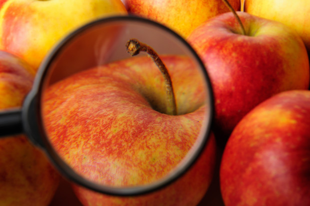 Nowa odmiana jabłka odporna na wysoką temperaturę?