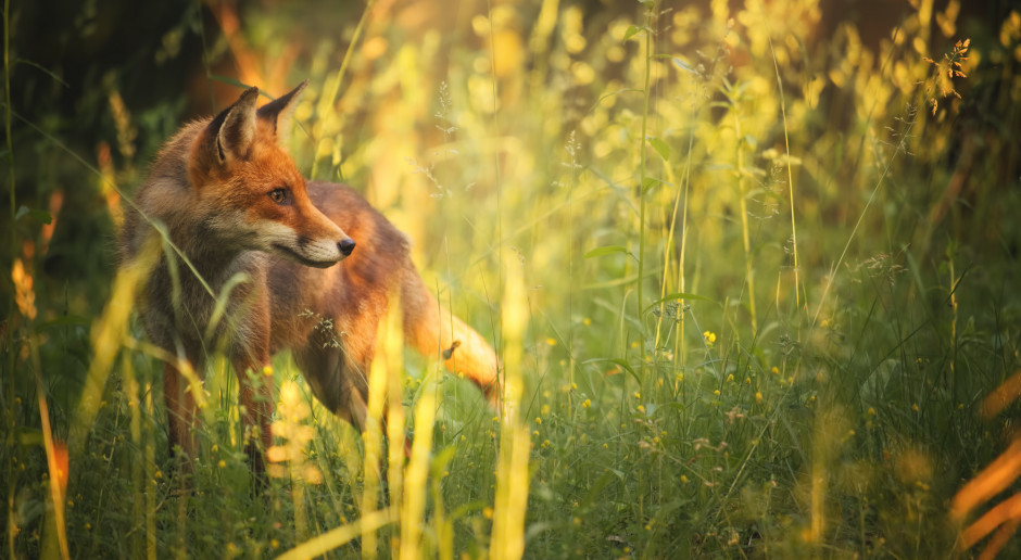 Na południu Polski zostaną przeprowadzone szczepienia lisów przeciw wściekliźnie, fot. Shutterstock W Małopolsce szczepienie lisów przeciw wściekliźnie, Śląskie wolne od choroby