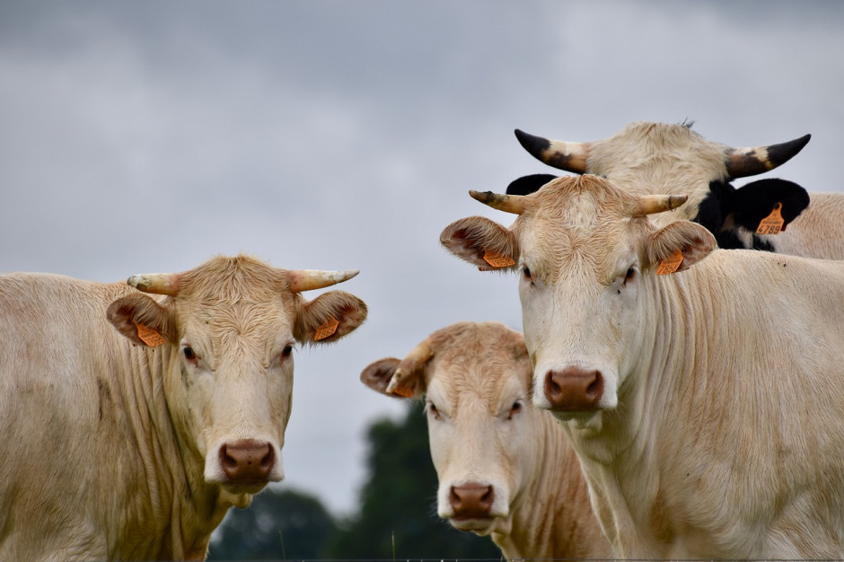 Litewski program wsparcia: 12 mln euro dla producentów bydła, 18,5 mln euro dla producentów mleka, fot. Pixabay