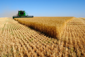 Białoruś prawie zakończyła zbiory zbóż
