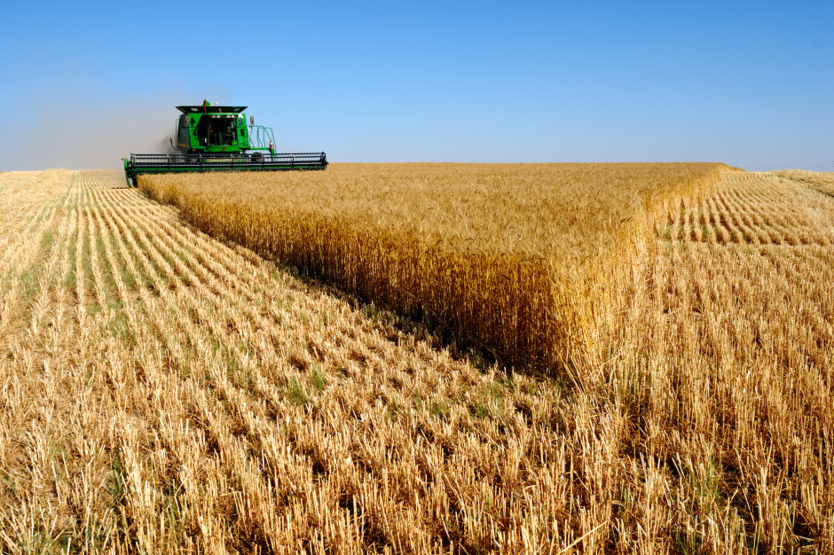 Ukraińscy rolnicy zebrali prawie 53 miliony ton najważniejszych upraw z powierzchni 17,1 miliona hektarów; Fot Shutterstock