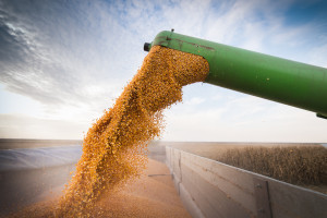 Dobiega końca zbiór zbóż na Ukrainie