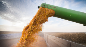 Grain prices will change as soon as the harvest begins