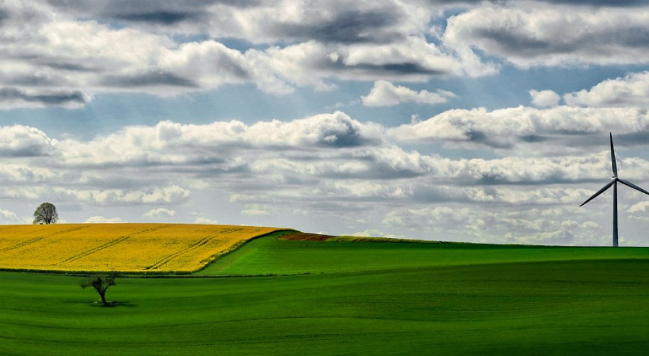 fot. Pixabay Połowa rzepaku na paliwo?