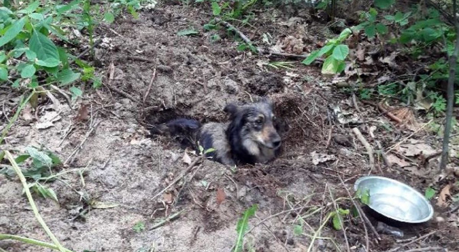 Pies został żywcem zakopany w lesie i tylko cudem przeżył, Foto: Policja Pies zakopany żywcem w lesie – właściciel zatrzymany