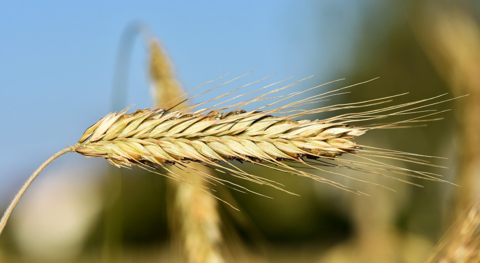 Fot. pixabay.com Świętokrzyskie: Z powodu suszy zbiory mogą być mniejsze lub gorszej jakości
