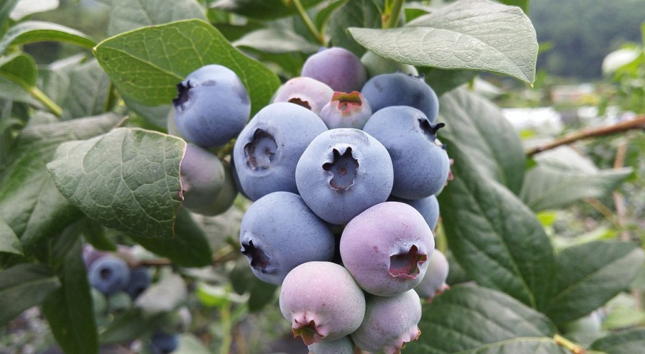 Złodzieje ukradli tonę borówek z prywatnej działki, Foto: Pixabay Złodzieje oberwali borówki na plantacji. Ukradli tonę owoców