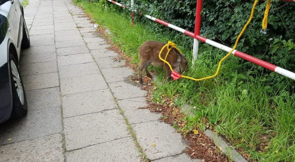 Policjantom udało sie chwytac leśnego gościa, Foto: Policja Spacerujący dzik wstrzymał ruch drogowy w Przemyślu