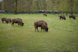 Przybywa żubrów w Bieszczadach - rosną szkody rolników