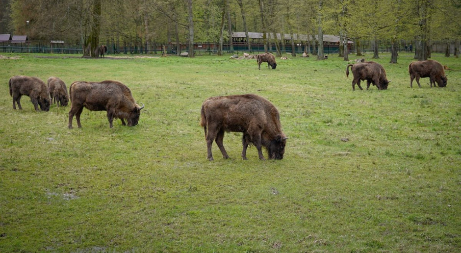 Wraz ze wzrostem liczebności gwałtownie rosna szkody powodowane przez zubry, Foto: Pixabay Przybywa żubrów w Bieszczadach - rosną szkody rolników