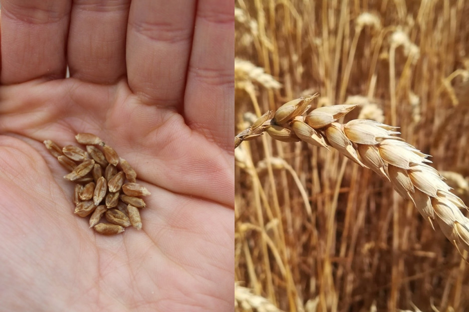 W wielu przypadkach zbierane ziarno pszenicy ozimej jest niewyrównane i wręcz wysuszone od silnych czerwcowych upałów. Konsekwencją braku opadów jest niska MTZ Fot. A. Kobus