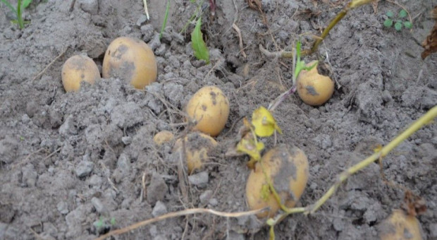 Susza – czynniki ograniczające plonowanie ziemniaka
