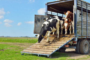Transport żywych zwierząt bez przeładowania pojazdu