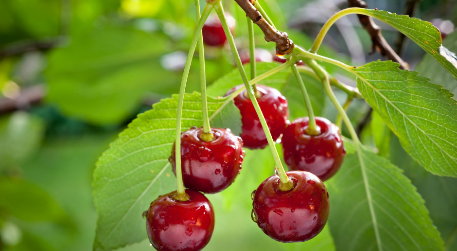 fot. Shutterstock Dla jakich produktów będą ceny referencyjne?