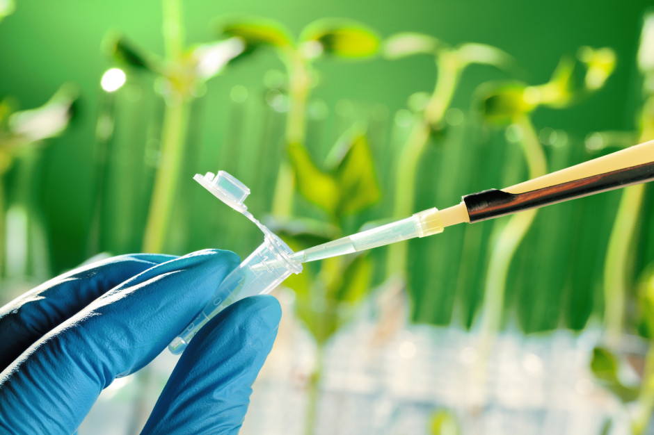 Czy pszenica GMO stanie się powszechna? fot. Shutterstock