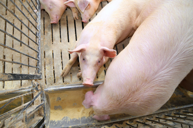 Ostrzeżenie przed nową pandemią świńskiej grypy