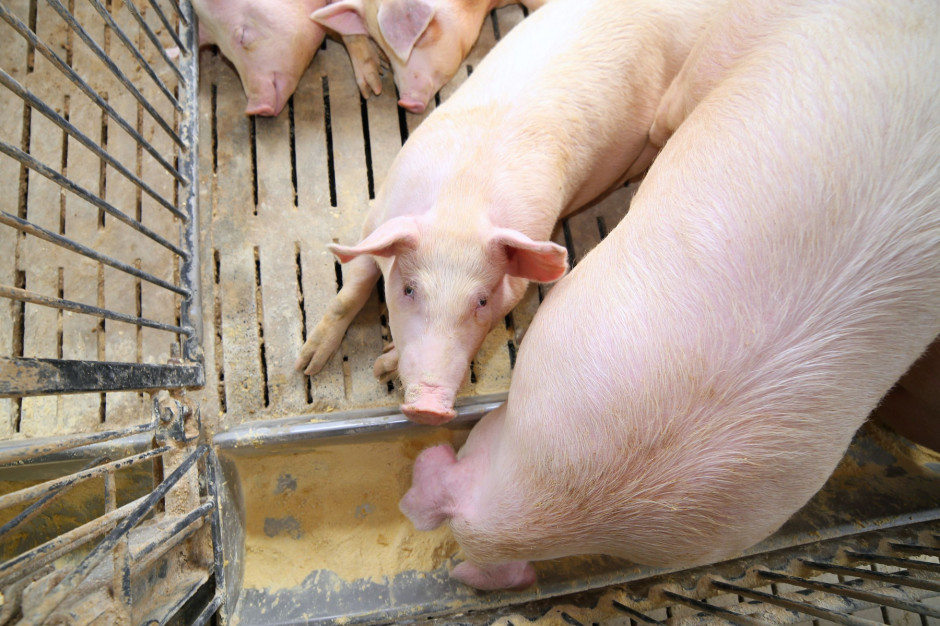 Profesor Larsem ostrzega przed niebezpieczeństwem nowych pandemii pochodzących z hodowli świń; fot. Shutterstock