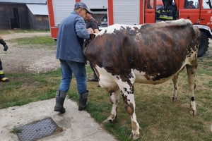 Wpadła krowa do piwnicy, wyciągali ją strażacy 