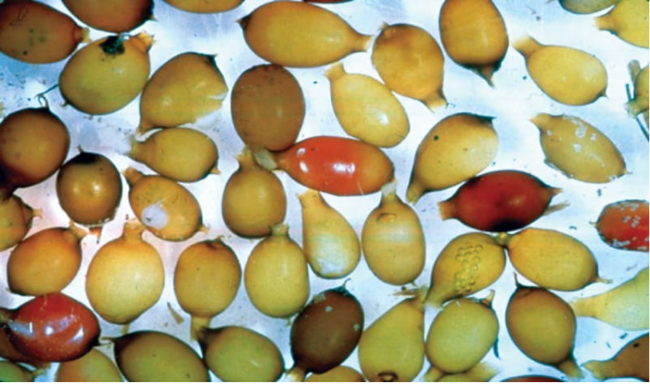 Dżdżownice składają kokony, z których każdy zawiera kilka jaj. Po okresie 1-5 miesięcy wylęgają się z kokonów, stając się dojrzałymi seksualnie w ciągu 3-12 miesięcy. (Źródło: Courtesy of Soil and Water Conservation Socie)