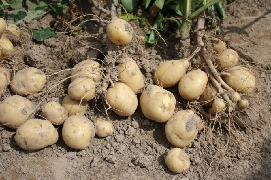 Złodziejska para zdążyła już wykopać 200 kg ziemniaków i cebuli, zdjęcie ilustracyjne: GT