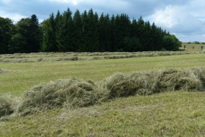  Białoruś: Zbiory zbóż zaawansowane w 40 proc.