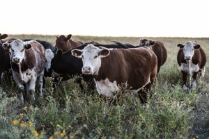 "Wolne krowy" z Deszczna czekają na kolczyki i badania