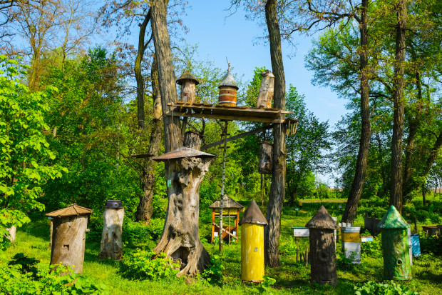Dolnośląskie: w Kotlinie Kłodzkiej powstają „hoteliki i ogrody” dla dzikich pszczół