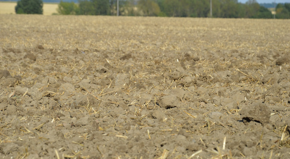 Uprawę pożniwną powinno wykonać się jak najszybciej po zbiorach; Fot. Katarzyna Szulc Resztki pożniwne, słomę potnij i wymieszaj z glebą