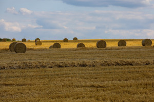 Na Ukrainie zebrano 40 mln ton zboża