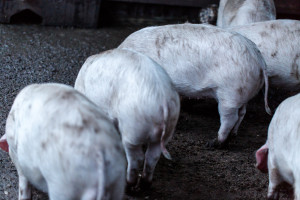 USA: Pogłowie świń po raz pierwszy od lat spadło