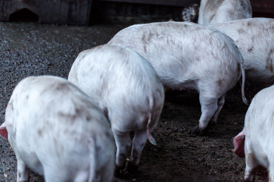 USA: Po raz pierwszy od lat amerykańscy rolnicy zmniejszyli pogłowie świń; Fot Shutterstock