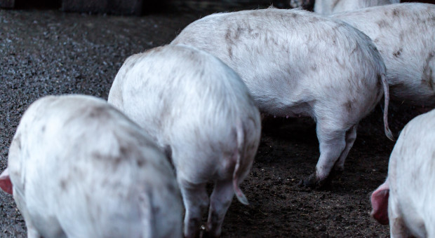 USA: Pogłowie świń po raz pierwszy od lat spadło