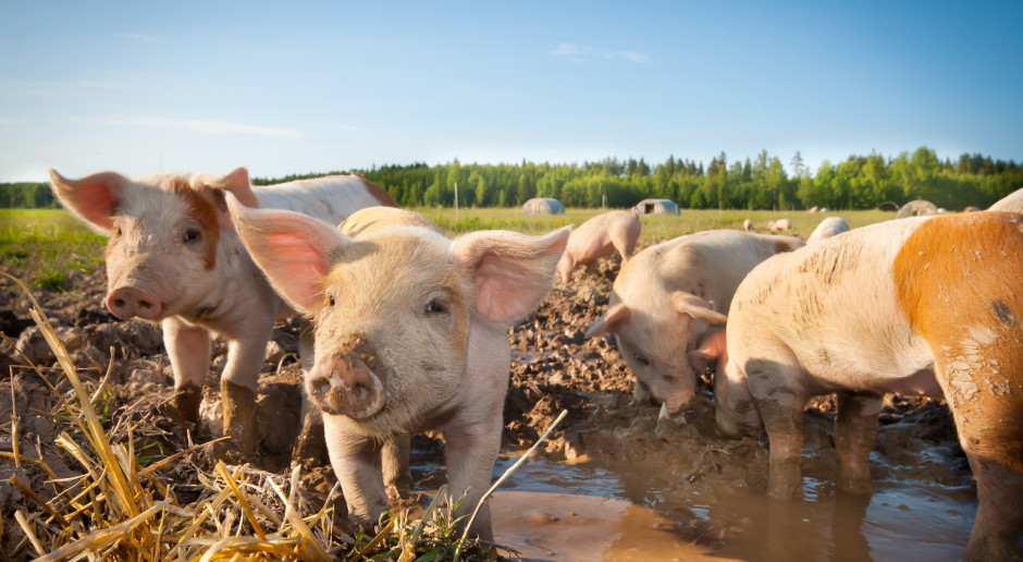 Fot. Shutterstock Ardanowski: będą opracowane standardy chowu zwierząt