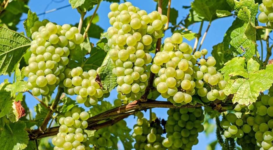 fot. pixabay W ten weekend ruszają Dni Otwartych Winnic