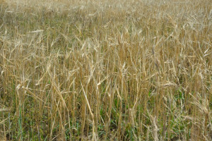 Zbiory zbóż wyższe niż w roku ubiegłym, ale niższe od wielolecia 