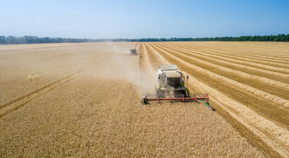 fot. Shutterstock Już drugi tydzień ceny zbóż stabilne