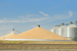 Rosja: Do 5 sierpnia zebrano 58,1 mln ton zbóż i bobowatych