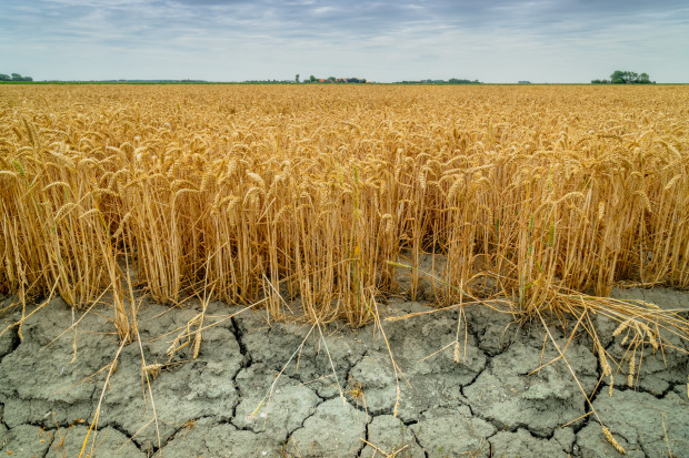 Kazachstan może „pożyczyć” z Rosji pszenicę na eksport w sezonie 2021/2022