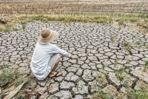 Śląskie: Blisko 4,5 tys. zgłoszeń o szacowanie strat spowodowanych suszą