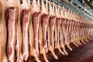 Niemcy: W pierwszym półroczu 2019 r. spadła produkcja mięsa 
