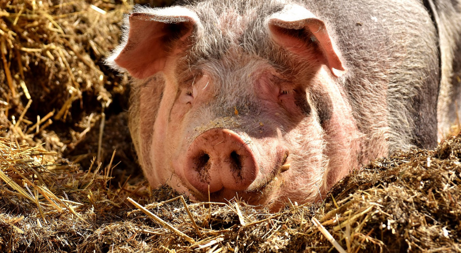 Fot. pixabay.com Niemcy: tuczniki znów drożeją, ceny powróciły do rekordowego poziomu