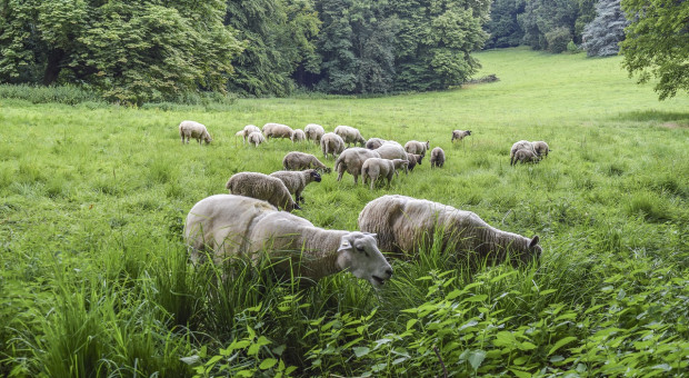 Australia: Przedłużony zakaz wywozu żywych owiec 