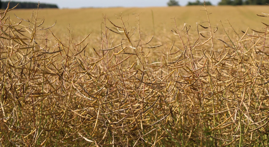 Fot. pixabay.com Ukraina: Zboża i bobowate zebrano z 9,5 mln hektarów