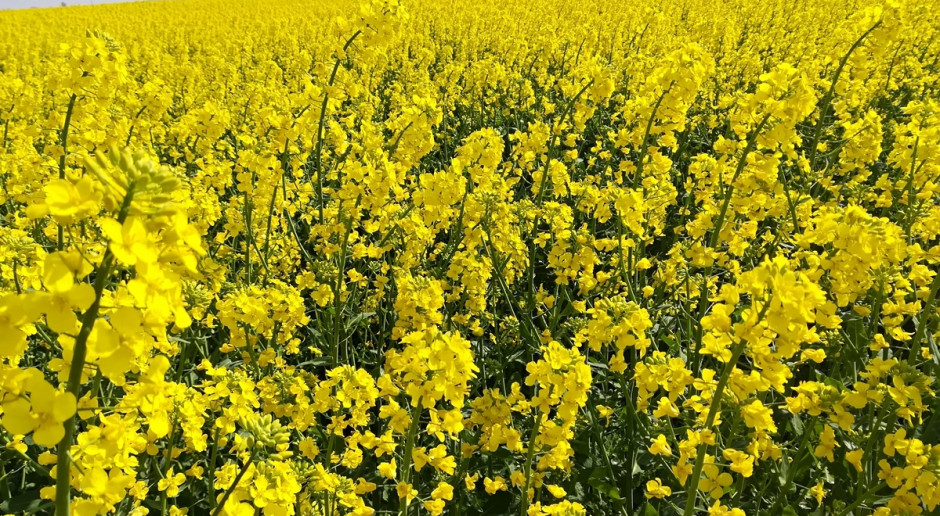 Fot. A. Kobus Wyniki plonowania rzepaku – PDO 2019